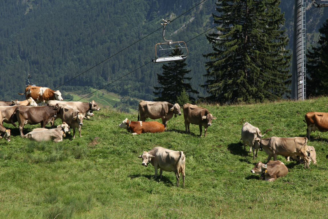 Cows and Ski Lift, Burtschasattel, Austria
